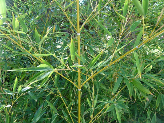 Les plantes à éviter dans les Alpes-Maritimes (06)