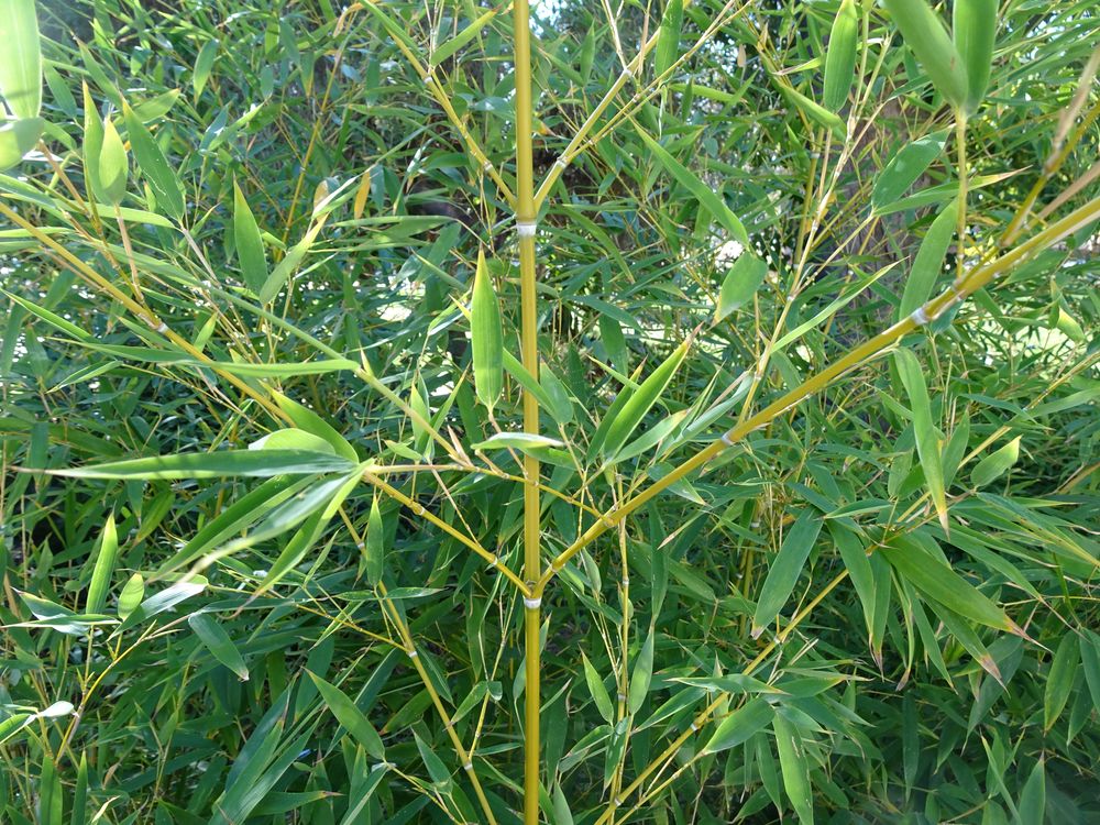 Les plantes à éviter dans les Alpes-Maritimes (06)